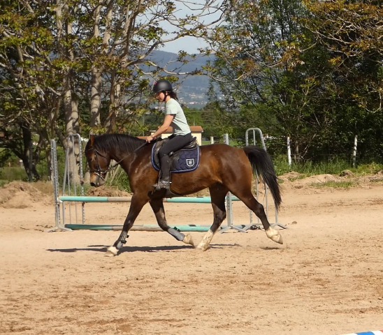 Welsh part-bred 4 ans
