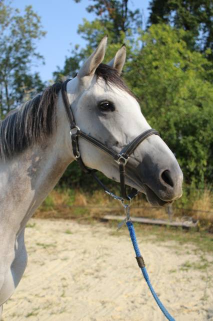 Belle jument de 4 ans idéale cso cce