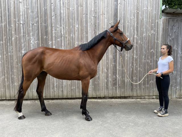 Jument 5 ans amateur galop 5 et +