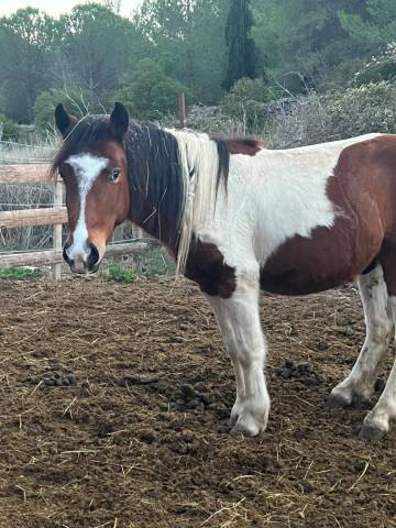 Poney de 3 ans à vendre 
