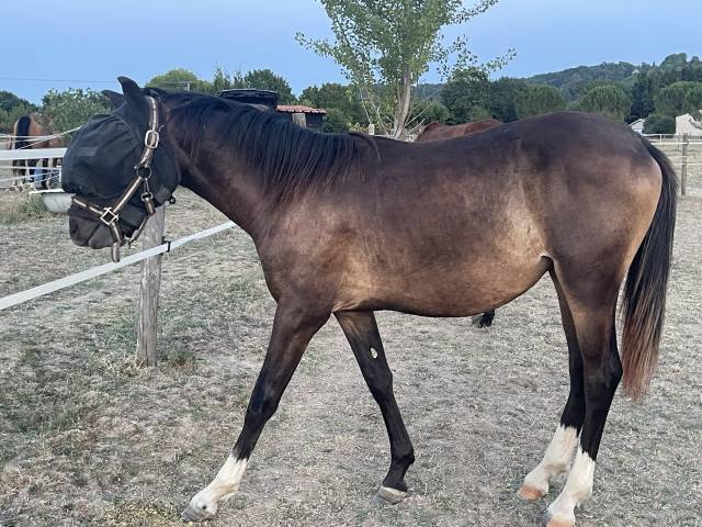 Ponette pfs
