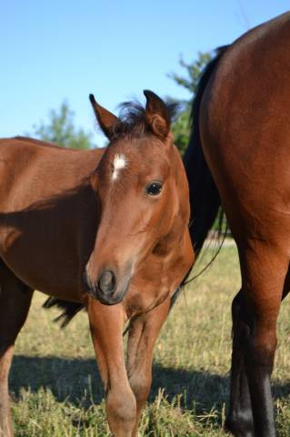 Poulain poney c sport ou loisir