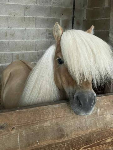 Mini shetland