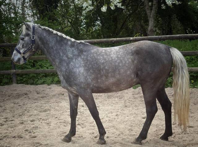 Hongre pp connemara 4 ans