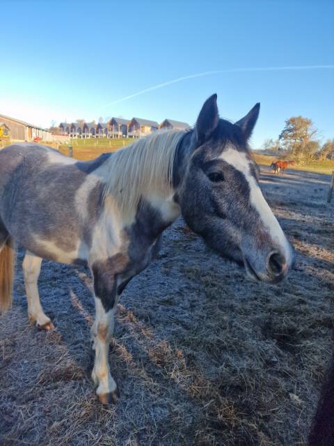 Poney de 5 ans
