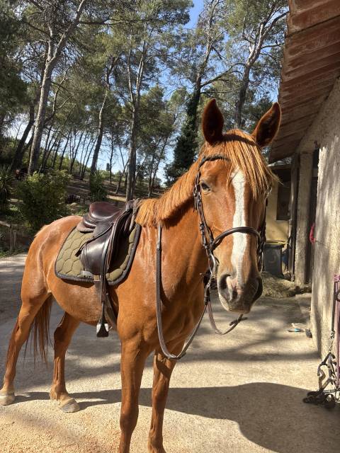 Jument selle français 6 ans