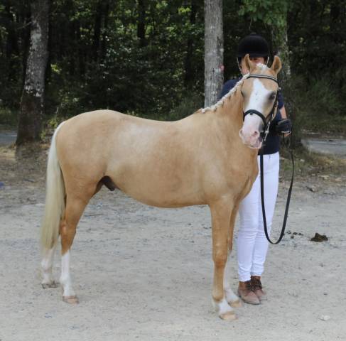 Poney dressage
