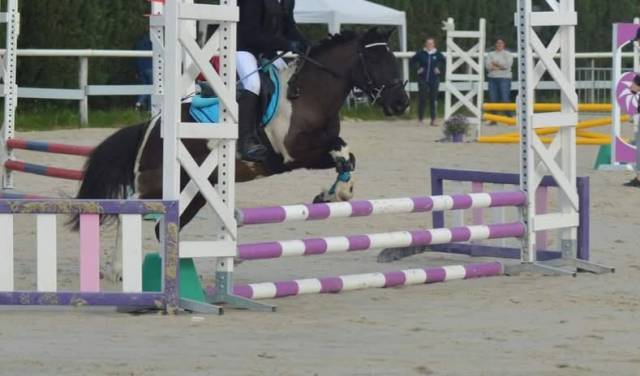 à vendre – eliot poney b