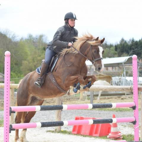 Jument welsh cob