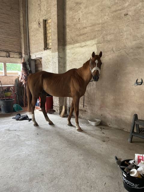 Cheval selle français 