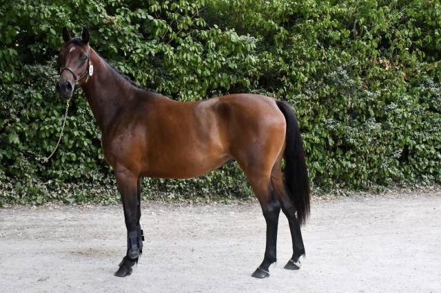 Très jolie pouliche sf de 2ans