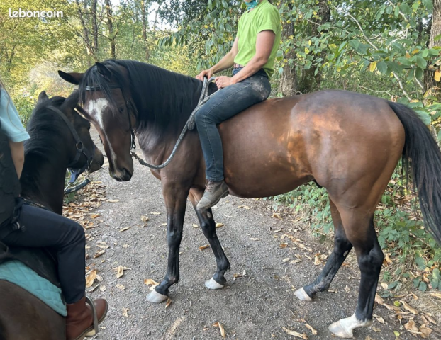 Cheval hongre 6 ans