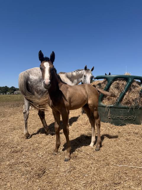 Poulain de sport cso