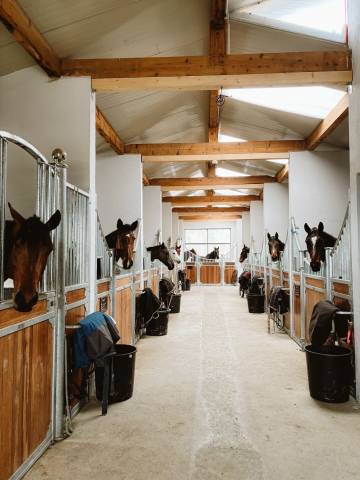 Gestionnaire d’écurie / cavalier maison
