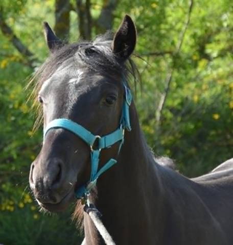 Poney pfs mâle né en mai 2025