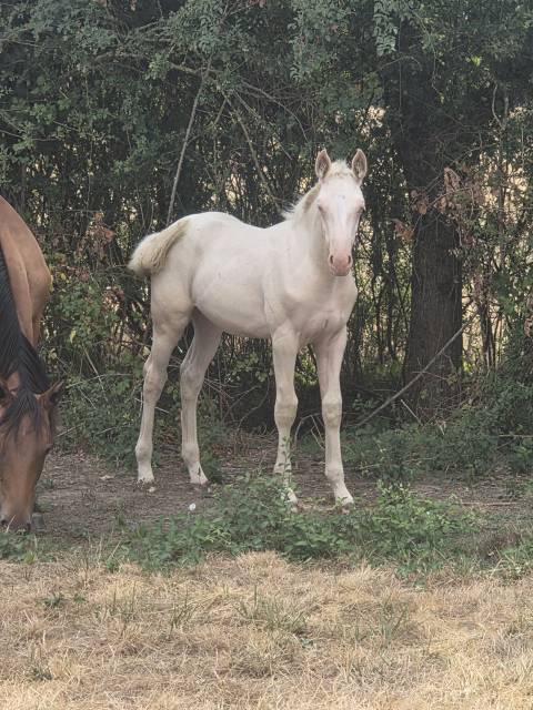 Pouliche pp quarter horse crème