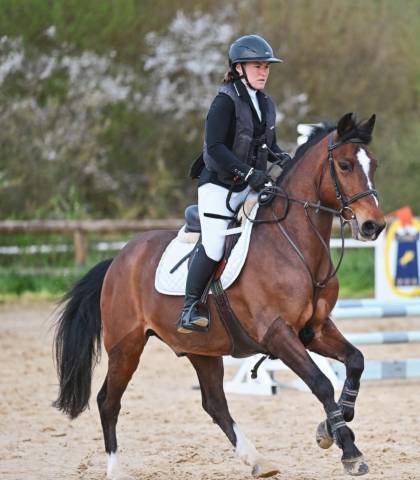 A vendre joli poney bai hongre de 11 ans