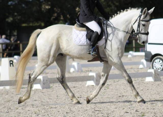 A vendre hongre irish sport horse