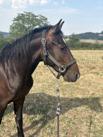 Mâle 2 ans pfs par movie star tilia