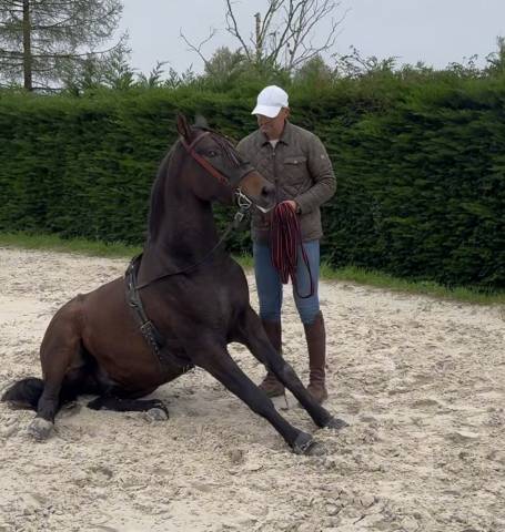hongre race cruzado 5 ans , taille 1,55m