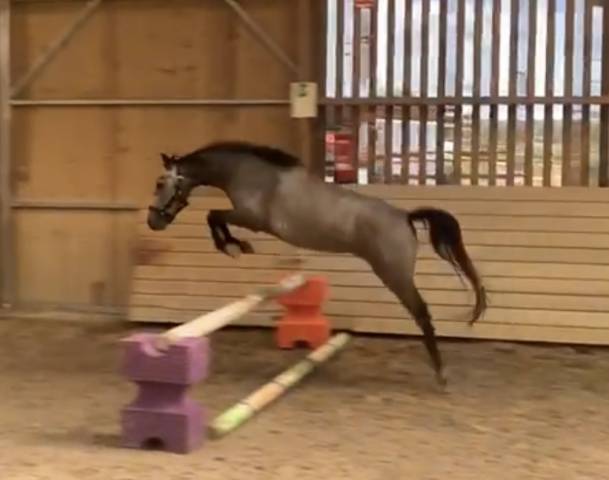 Ponette taille b polyvalente 