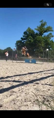 Poney taille b 