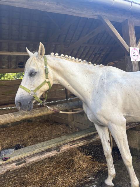 Cheval 15ans
