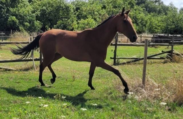 Cheval calme loisir (nord 59)