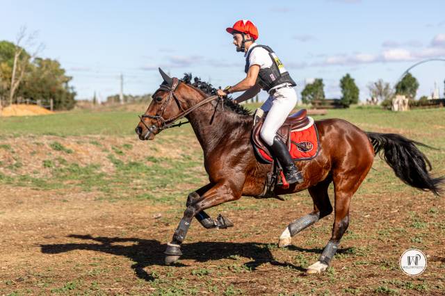 Vend cheval de concours