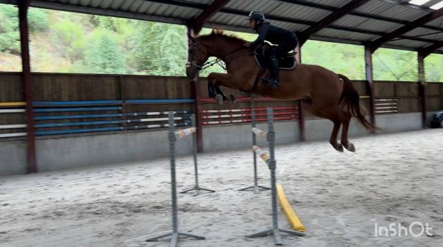 Top cheval pour aller au concours directement 