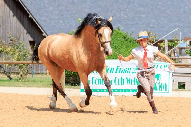 Pouliche 2024 - welsh cob (d) pp 