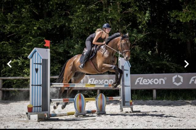 Demi pension cheval 4 ans 