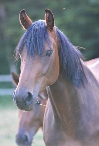 Jeune jument de dressage par escolar 
