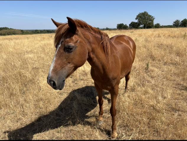 Ponette, origine non constatée, 1,48m, 18ans
