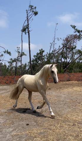 Ulixes da anja – psl entier palomino – 2 ans