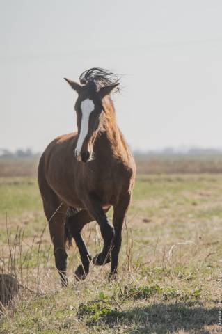 For sale 3 year old lusitano mare