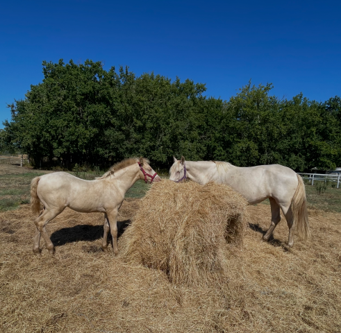 Jument palomino onc & son poulain palomino onc