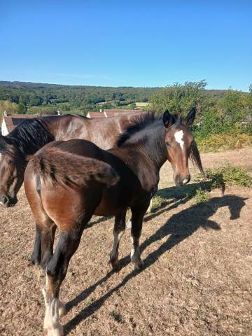 Pouliche cob normand pp 