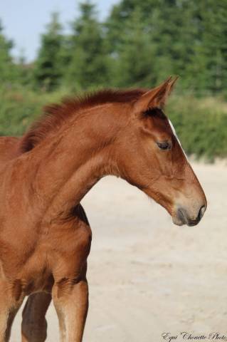 A vendre poulain foal mâle selle français 