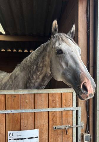 Cheval de famille