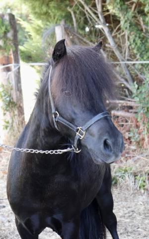 Kinder  : super entier shetland 