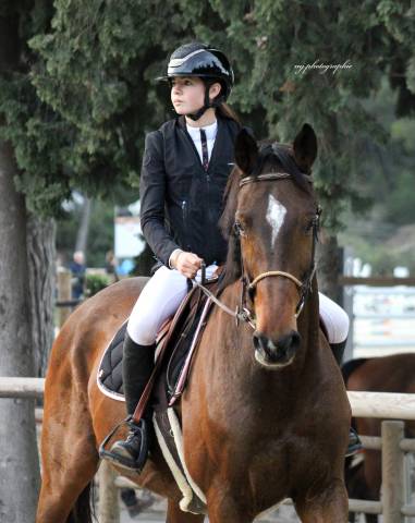Cheval à vendre - magnifique hongre de 11 ans