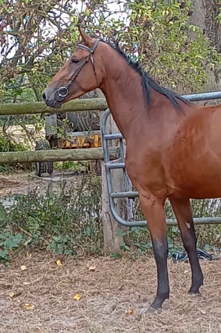 a vendre 3 ans sf femelle bai 1m66 elevage des tess