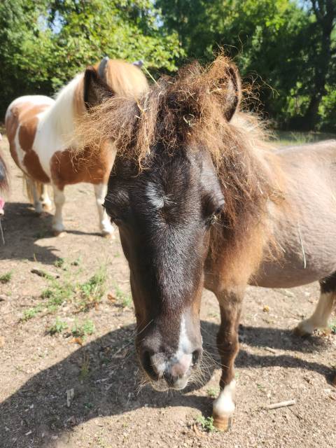 Poulain/poney a type shetland