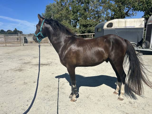 Poney pratique avec moyens