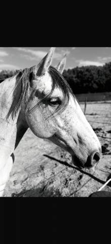 à vendre – ramsès ? lusitanien • 7 ans • 1,61 m