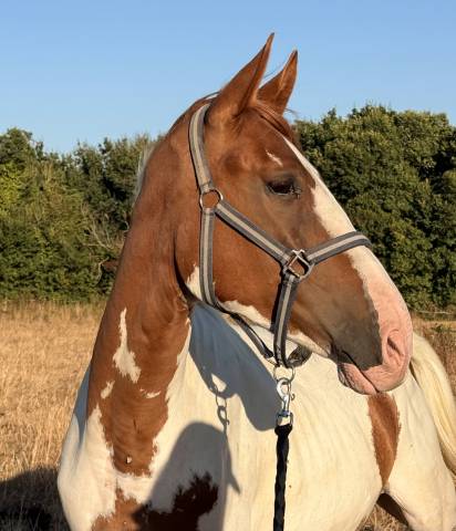 Cheval pie 