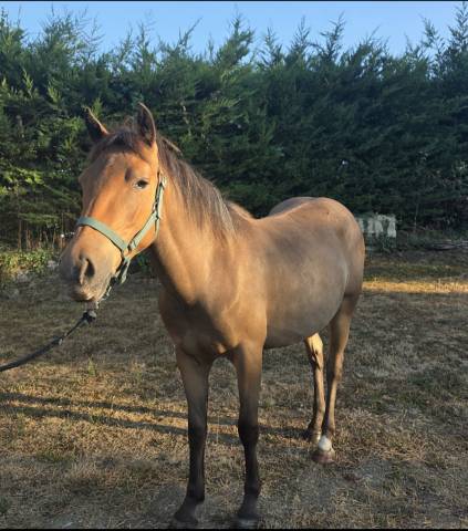 Top ponette c (pleine)