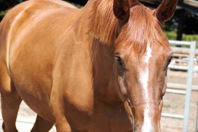 Cheval loisir et ou compagnie 