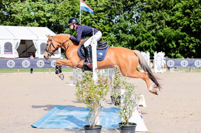 Poney de sport